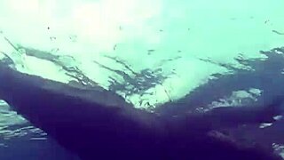 sexy girl in croc bikini contrasts with adventurous vibes