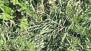 il prato hides a cave where gretala gets drenched in ecstasy