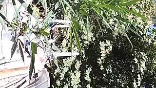 hot suck and fuck in 420 patch