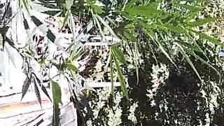 hot suck and fuck in 420 patch