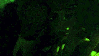 Son takes dad to swing party and things get wild