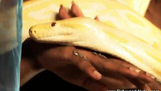 Pretty Bolly Babe Dances Seductively, Undressing to Nude Striptease