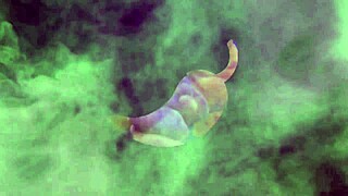 Par�dia Freira Bianca Confessa Pecados No Microfone Do Padre Fava De Mel Tudo Isso Porque Nasceu Num Convento Veja Completo Em Xv Red