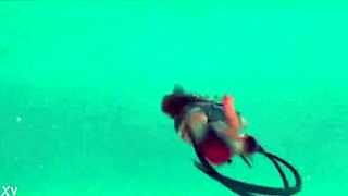 Novinha ninja fucks karate student perfectly in street game