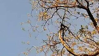 Neighbor Thanks With Brunette Cunnilingus Orgasm