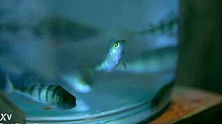 honey erotic art by paul black