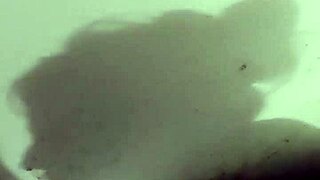 creampie after perfect blowjob