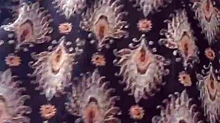 Me Cojo Mi Polla Negra