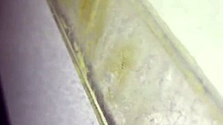 Gloryhole Encounter With Thickdickbandit: Sucking Big Black Cock For Cumshot