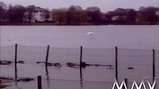 Look at these erotic harlots sucking and fucking those huge cocks.