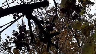 our autumn romantic moment in a hut with lesbian illusion girls