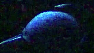 Secret Model in Black-Light Backstage Rough Oral Session