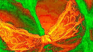 Does the exotic Bluee show horny pleasure while pussy licked?