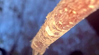 Sex With Real Witch In Woods