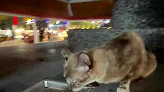 Crazy Cat Lady Feeding Stray Cats in Thailand