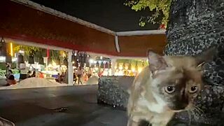 Crazy Cat Lady Feeding Stray Cats in Thailand