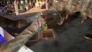 Crazy Cat Lady Feeding Stray Cats in Thailand