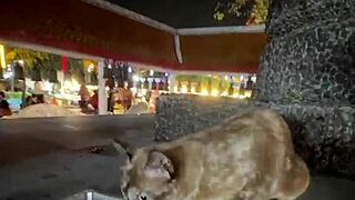 Crazy Cat Lady Feeding Stray Cats in Thailand