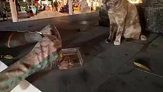 Crazy Cat Lady Feeding Stray Cats in Thailand