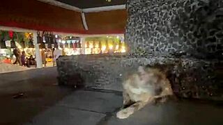 Crazy Cat Lady Feeding Stray Cats in Thailand