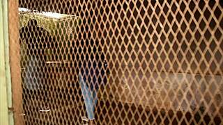 Huge cock fucks my ass in park