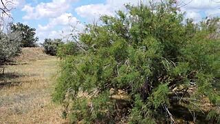 Shy Aboriginal Woman In Cosplay