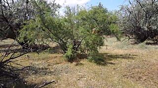 Shy Aboriginal Woman In Cosplay