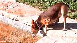 What does Vanessa Cage do backstage?