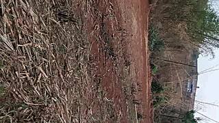 Pequena Caipira Com Uma Bota Velha Foi Pro Canavial Dança Funk E Meter Gostoso