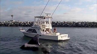 Super shark bikini girl on boat adventure