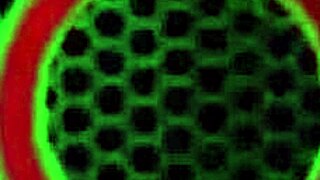 Latina Angelina Castro Uses Strap-On With Ms Yummy