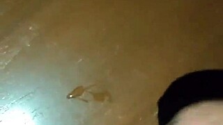 fat young brunette's big ass shakes wildly in solo underwear handjob on throbbing cock