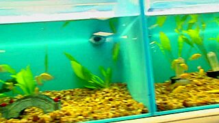 milf with big tits bent over bed takes deepthroat doggy in fishnets heels