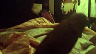 shemale grabs her big cock and jerks off wildly until massive cumshot sprays everywhere