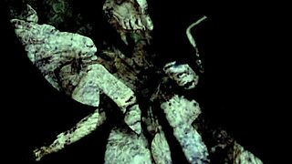 hey remember that wild dragonfly scene from dark lantern?