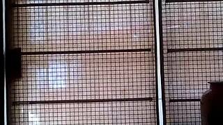 Does My Sister's Turk Ass Shake Tempt You Too Much?