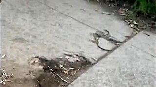 black whore prostitute flaunts her juicy ass and curves seductively