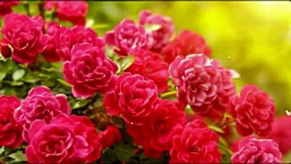 bangla couple's romantic group fuck with cute wife pussy pounding 😍💦