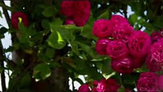 bangla couple's romantic group fuck with cute wife pussy pounding 😍💦