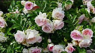 bangla couple's romantic group fuck with cute wife pussy pounding 😍💦