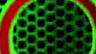 ever wondered how whitney wright's scissoring gets so wet and wild with big tits?