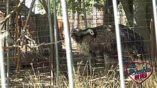 french chubby slut khala teases with her tight pussy in outdoor group chat