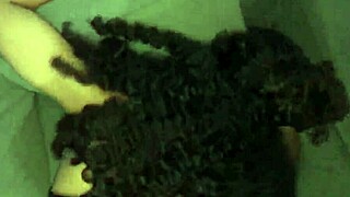 POV Brazilian Babe Sits Huge Cock for Creampie Not Netflix
