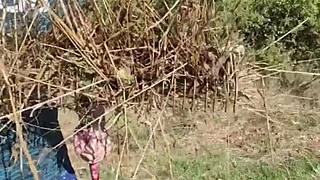 meadow public fuck story teases your wildest urges?