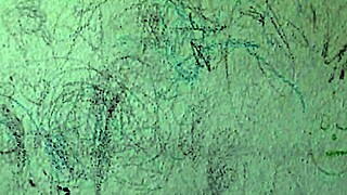 Oh Gott, echte Stiefmutter zeigt ihrem Stiefsohn ihre behaarte Pussy in privater Atmosphäre