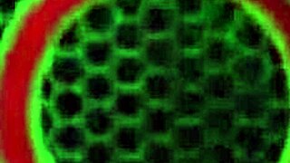 Muva Phoenix Tribba con Bella Nera Usando Dildo e Gioco Anale